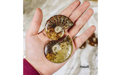 Ammonite Fossils - Large and Small  - 2 small in a hand