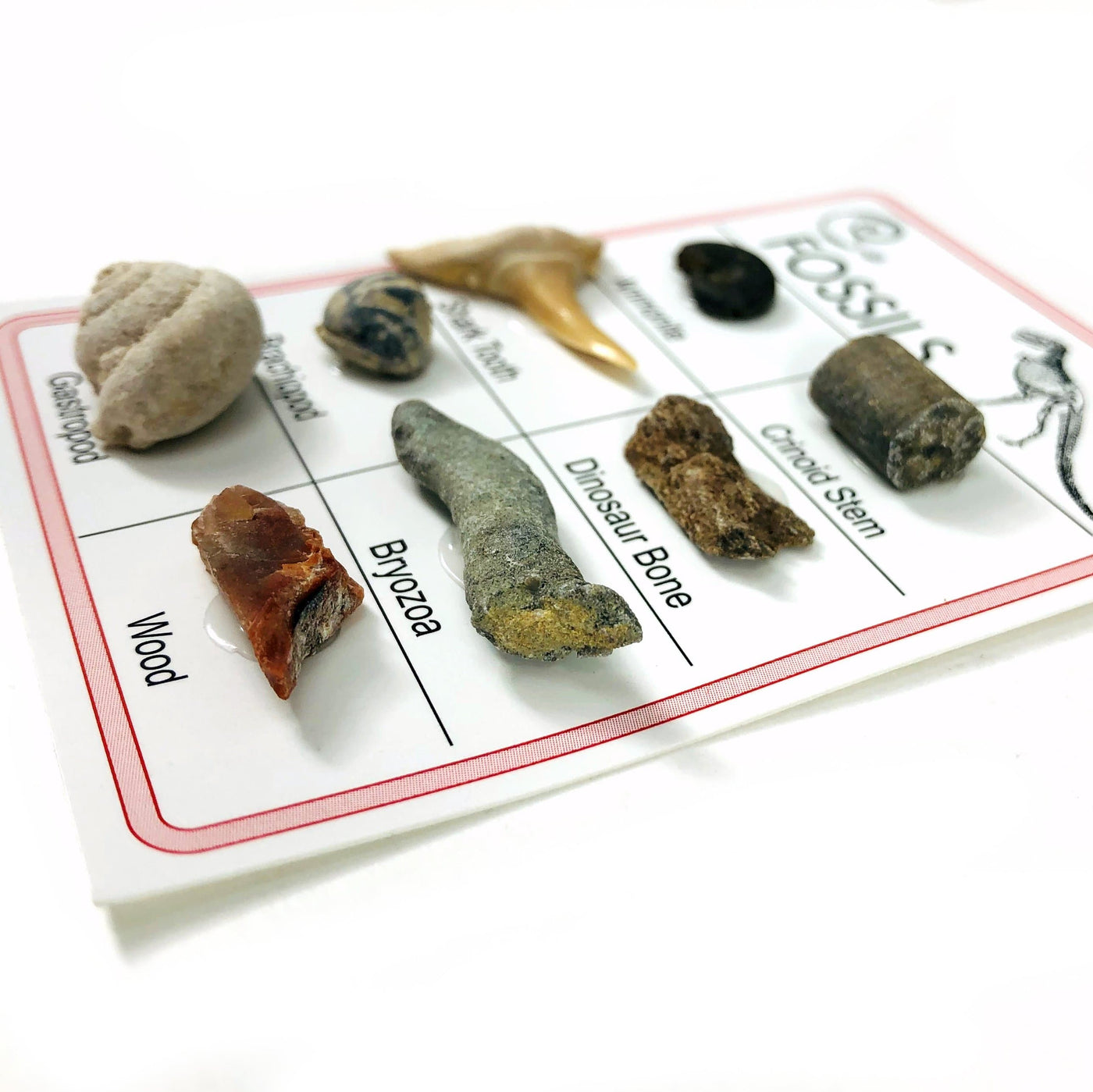 Fossil Specimen Cards - Variety of Fossils, showing side view with thickness of fossils