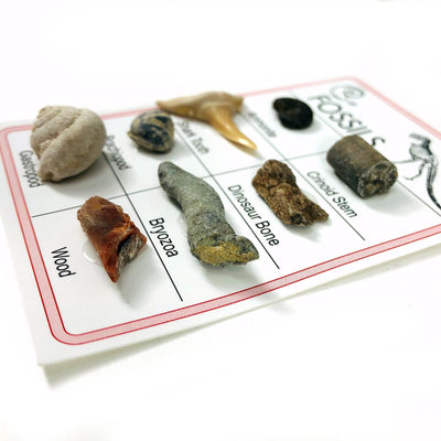 Fossil Specimen Cards - Variety of Fossils, showing side view with thickness of fossils
