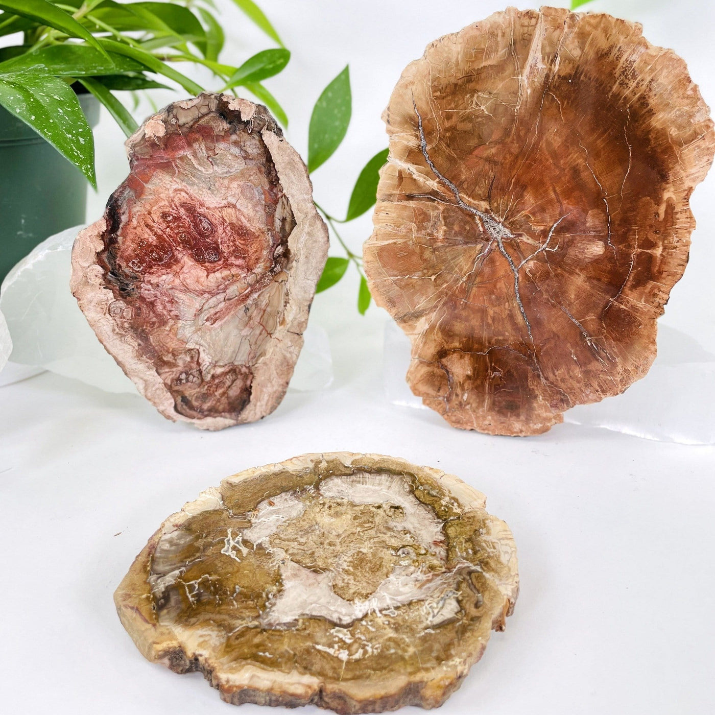 Three large Petrified Wood Slabs in different shades 