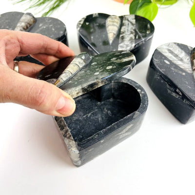 Orthoceras Fossil Heart Box with a hand lifting the lid off