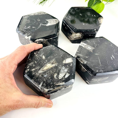 Orthoceras Hexagon Boxes with a hand for size reference