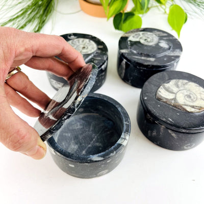 Orthoceras Round Boxes with one opened 
