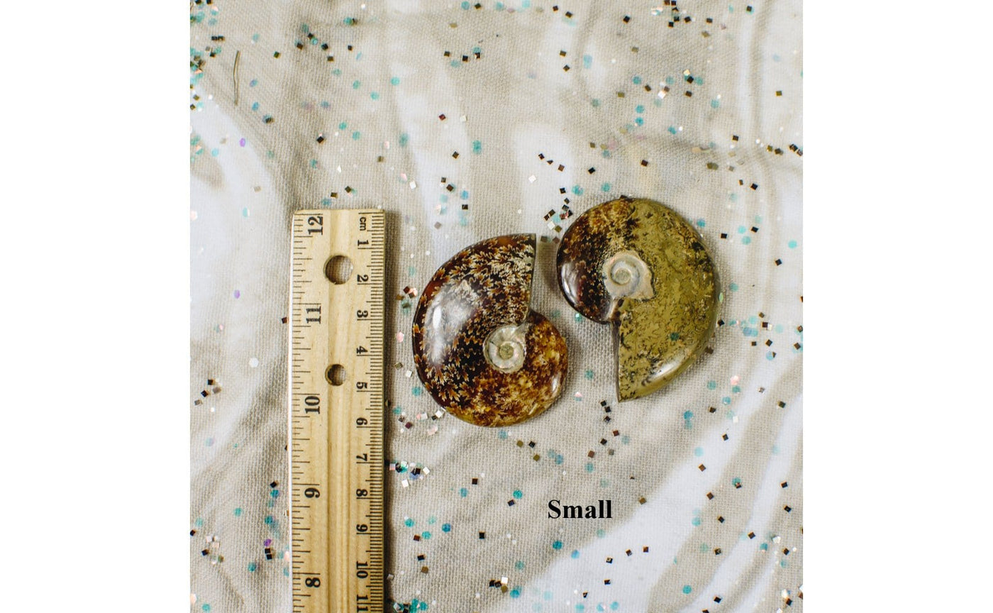 Ammonite Fossils - Large and Small  - 2 small next to a ruler