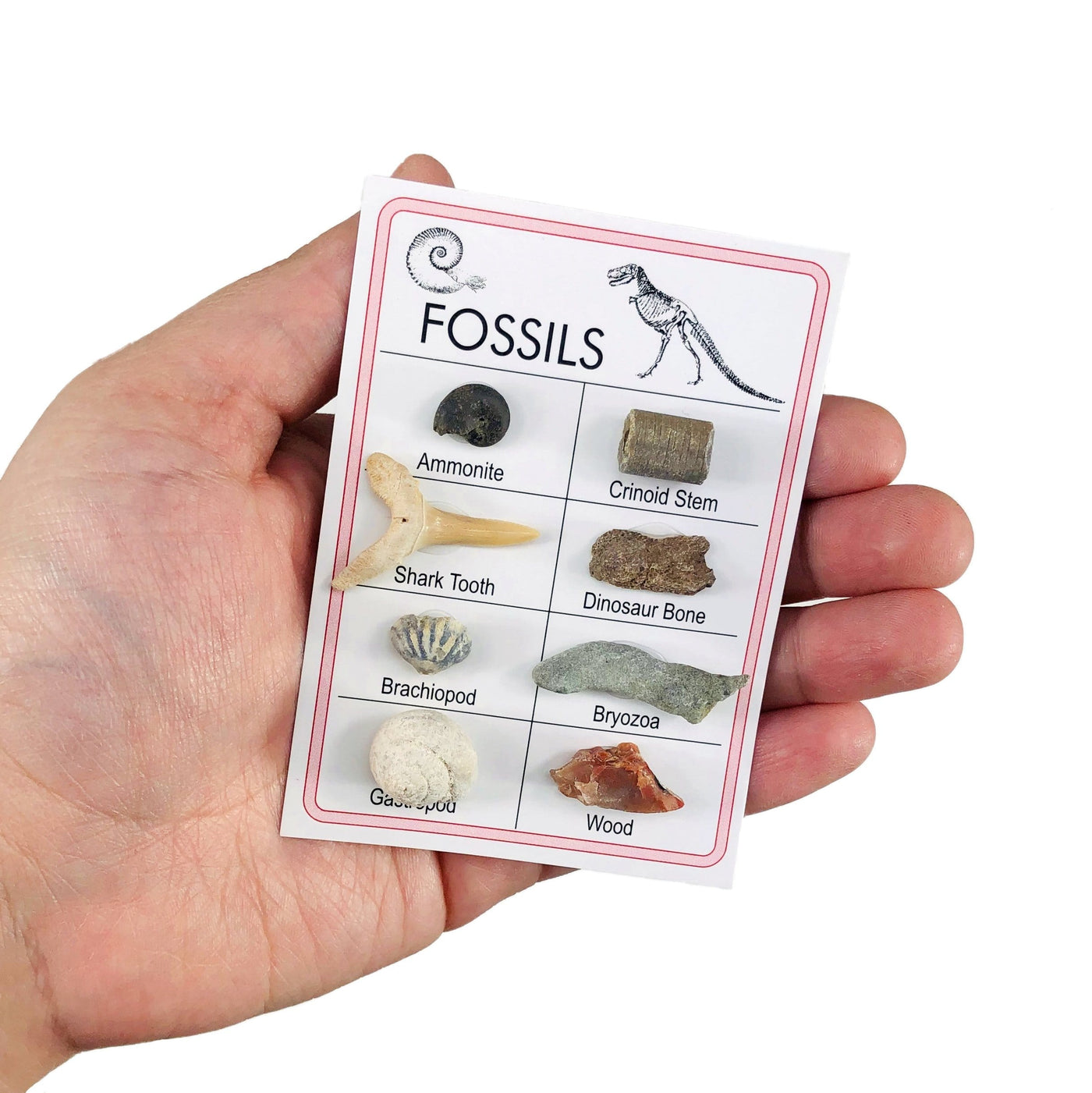 Fossil Specimen Cards - Variety of Fossils in a hand for size reference