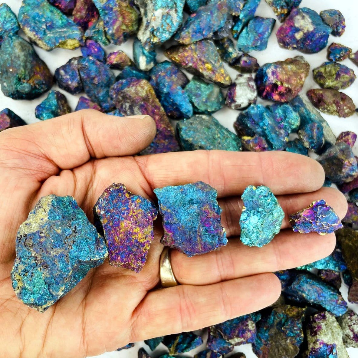 Five Peacock Ore stones in hand for size comparison