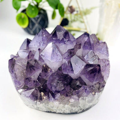 Amethyst Crystal Cluster  - Large Gorgeous Crystals with Polished Sides