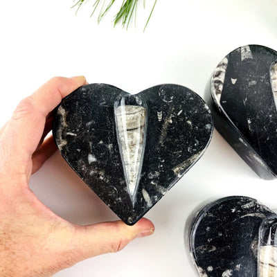 Orthoceras Fossil Heart Box with a hand for size reference