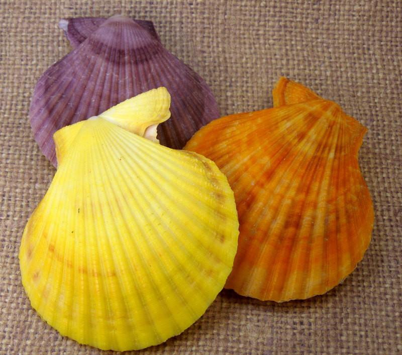 Pecten Nobilis Whole Shells in purple, yellow, and orange
