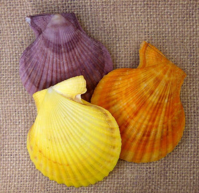 Pecten Nobilis Whole Shells in purple, orange, and yellow top view