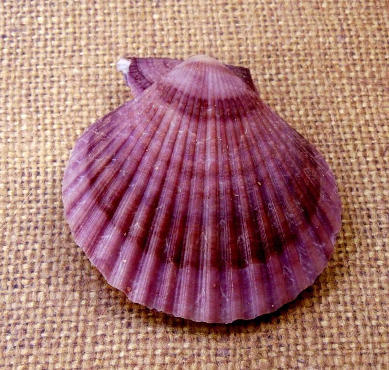 Fossils - Pecten Nobilis Whole Shell in shades of purple close up