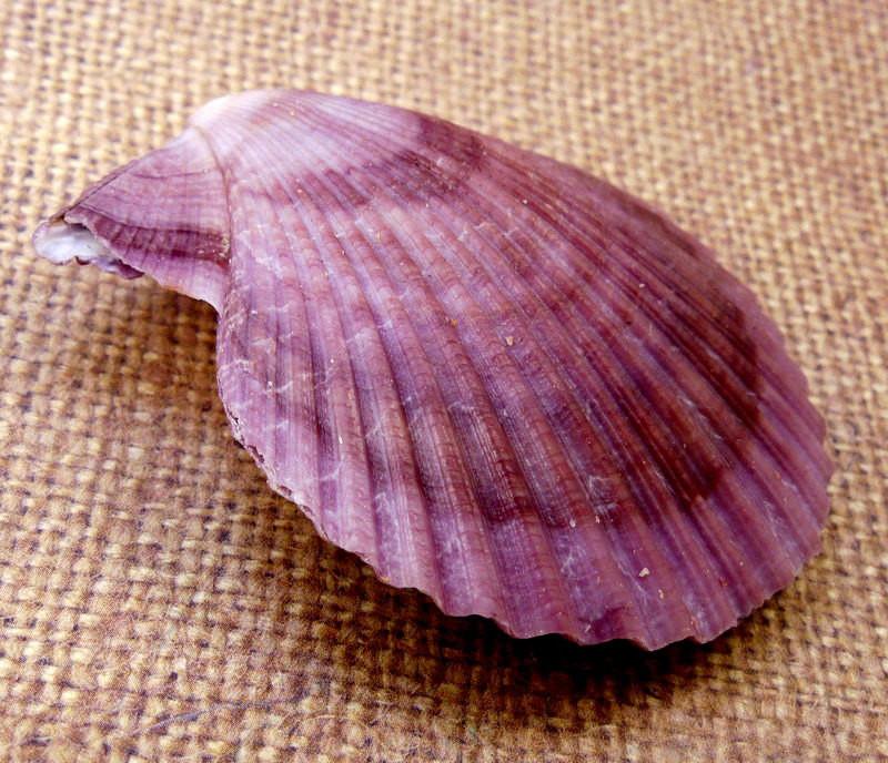 Fossils - Pecten Nobilis Whole Shell in shades of purple side view