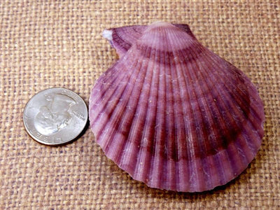 Fossils - Pecten Nobilis Whole Shell in shades of purple next to quarter for size comparison