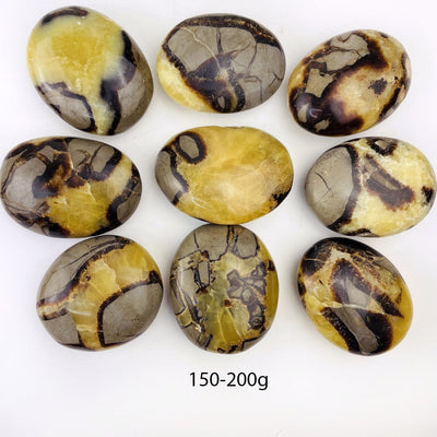 Septarian Tumbled Palm Stone in the 150-200g size