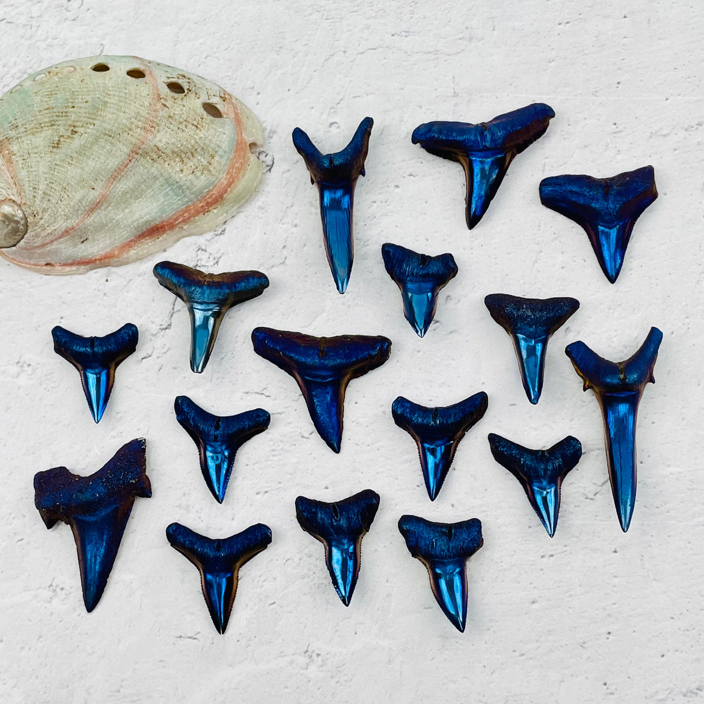 multiple teeth displayed to show the differences in the sizes available 