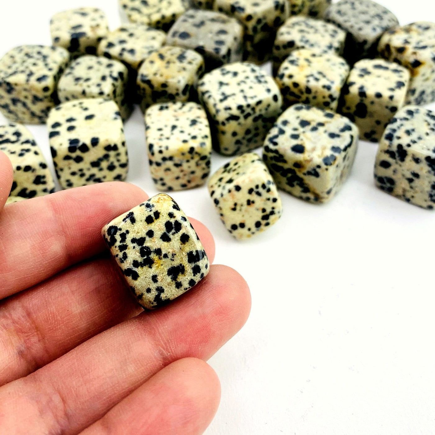 hand holding up dalmatian asper cube for size reference with others blurred in the background