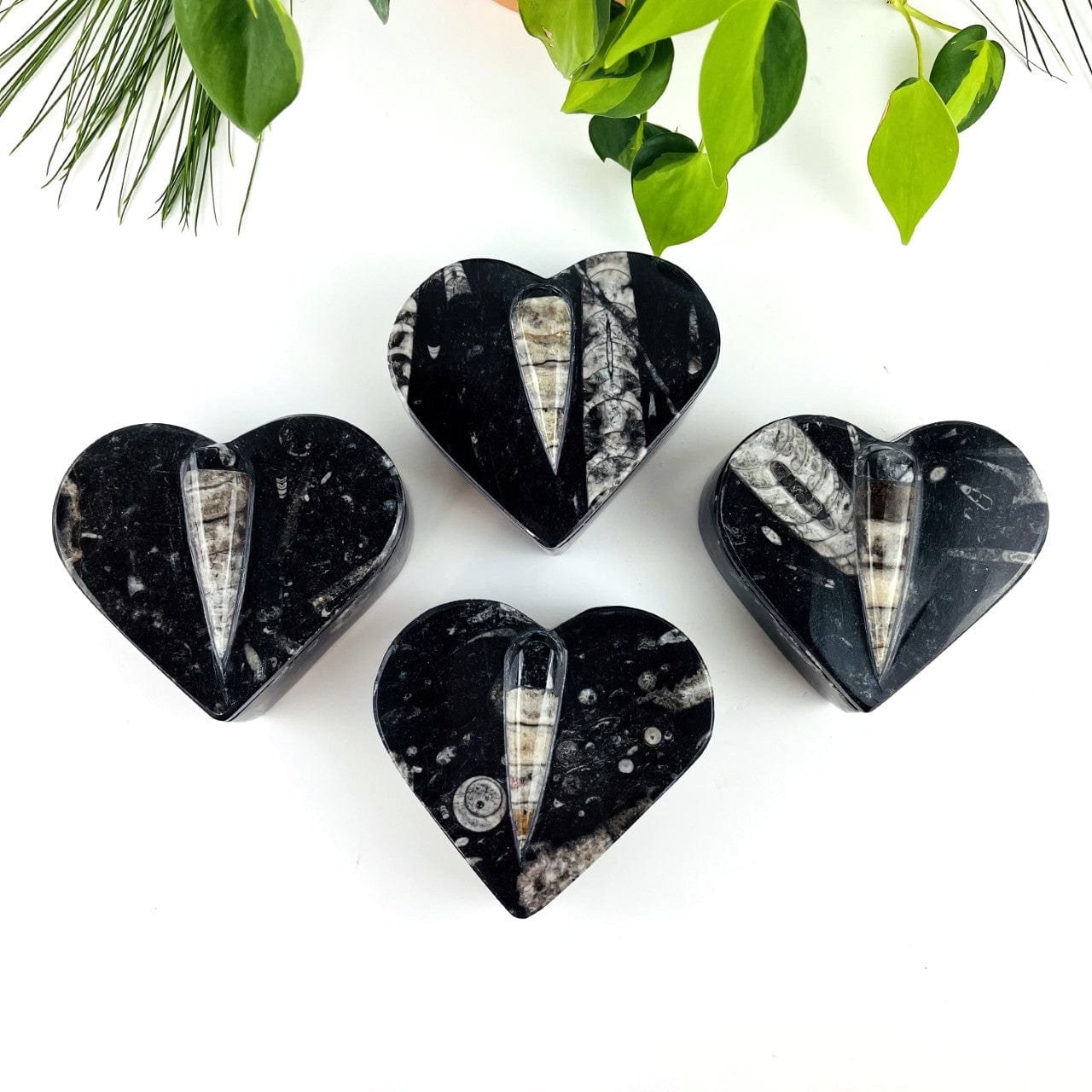 4 Orthoceras Fossil Heart Boxes to show varying stones