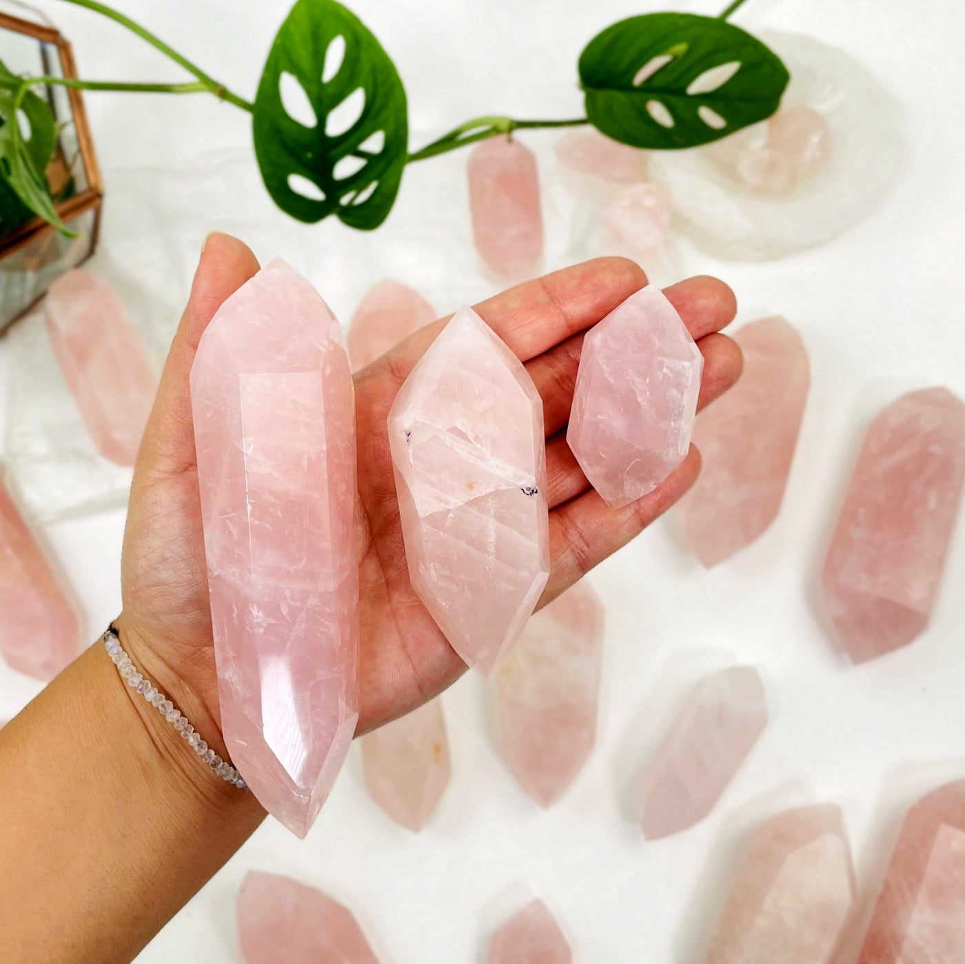 Hand holding up 3 Rose Quartz Double Terminated Points with others and plants blurred in the background