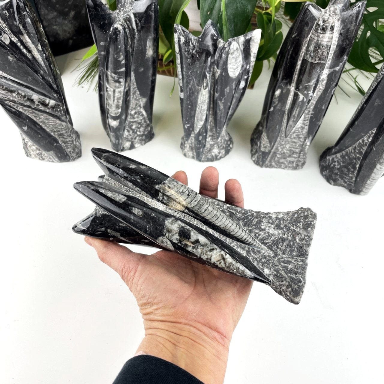Orthoceras Fossil Towers with one in a hand showing size range and fossils