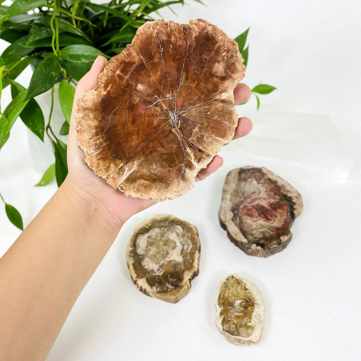 Petrified Wood Slabs three on a white background and one held by hand 