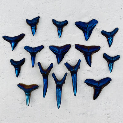 Titanium Shark Tooth - Mystic Purple displayed to show the differences in the sizes 