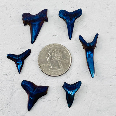 Titanium Shark Tooth - Mystic Purple next to a quarter for size reference 