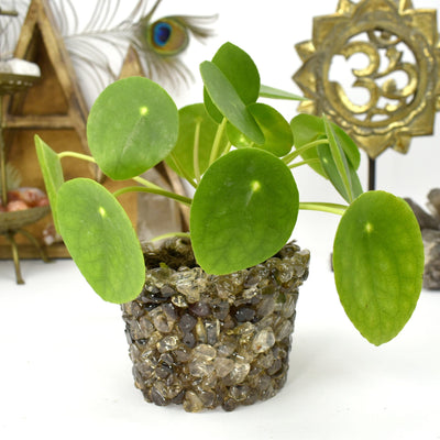 tumbled stone flower pot available in smokey quartz 