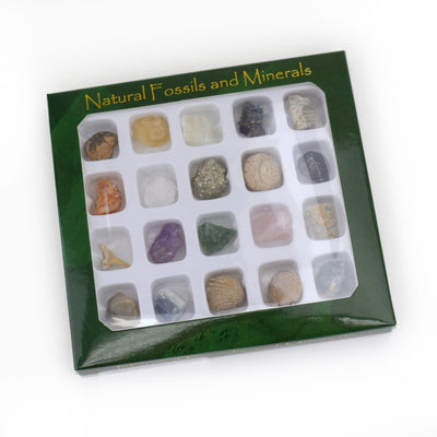  Mini Fossil and Mineral Natural Stone Collection box set displayed on white background