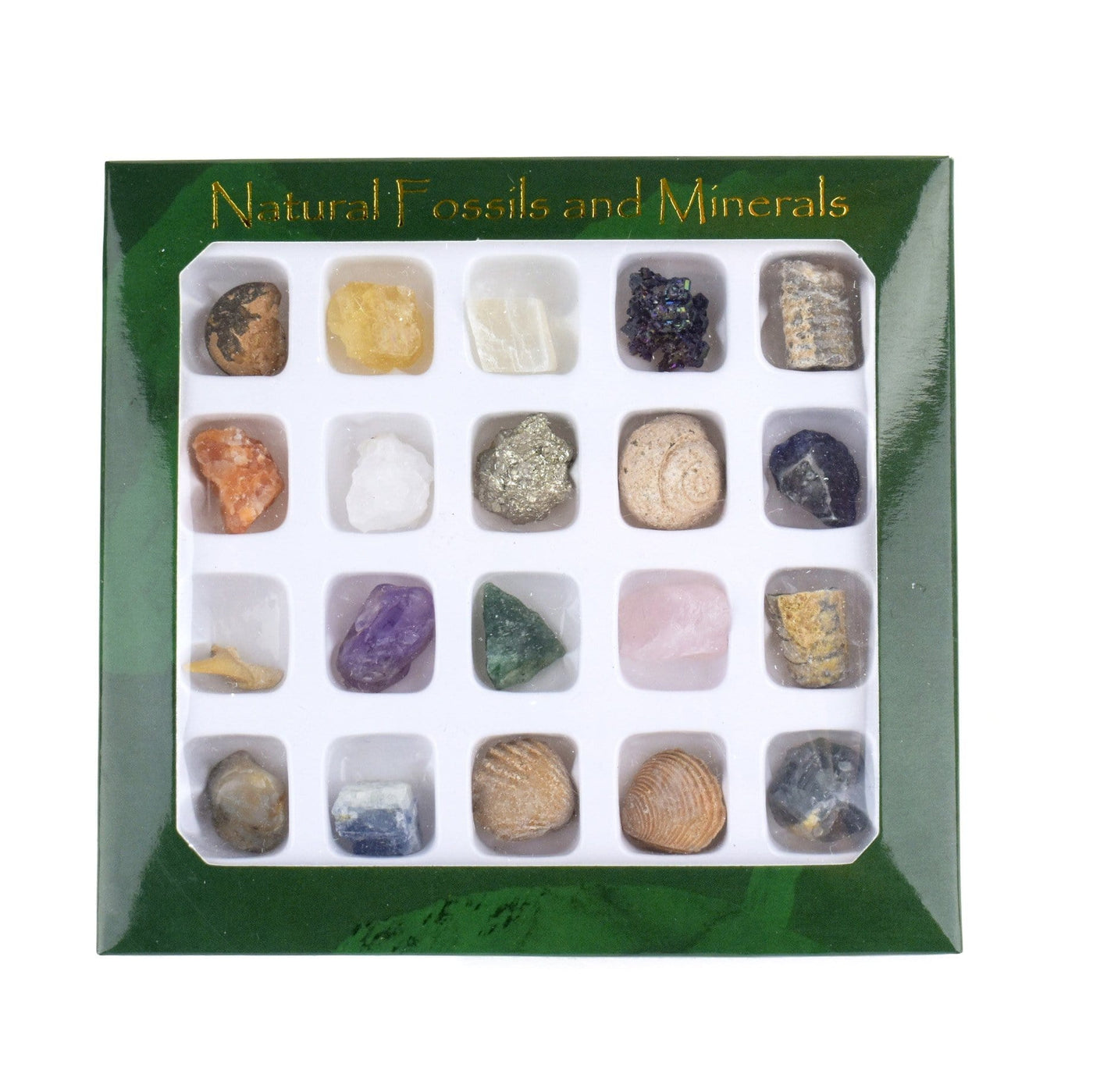  Mini Fossil and Mineral Natural Stone Collection set displayed in green box with clear cover showing 20 items