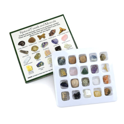  Mini Fossils and Minerals displayed out of the box and show that the back of the box has the picture and name of everything