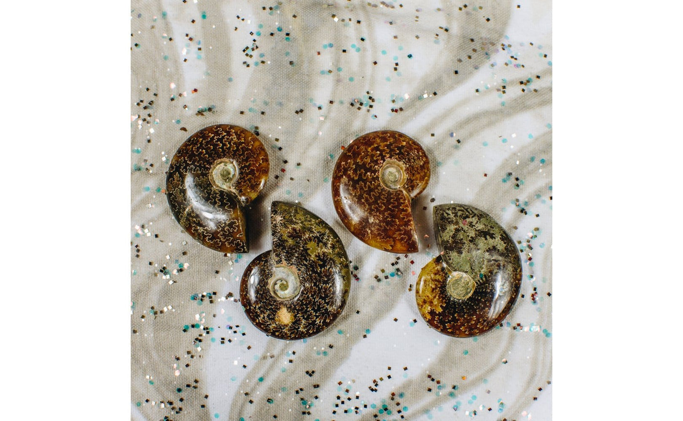 Ammonite Fossils - Large and Small  - on a table