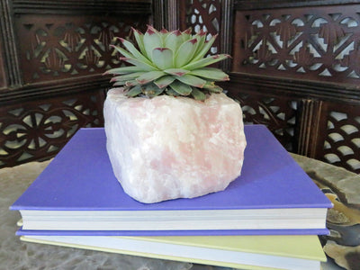 Rough Stone Planter with succulent inside on top of books