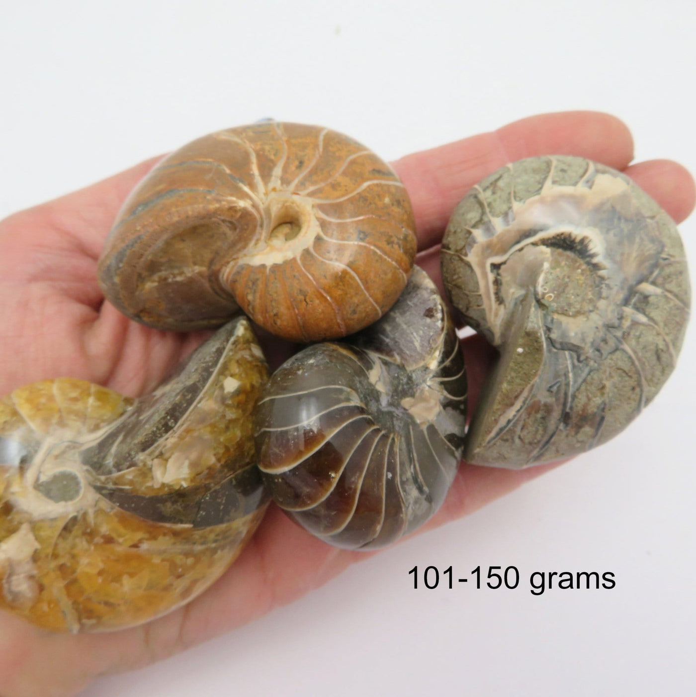 Nautilus fossil - 101-150 grams in a hand