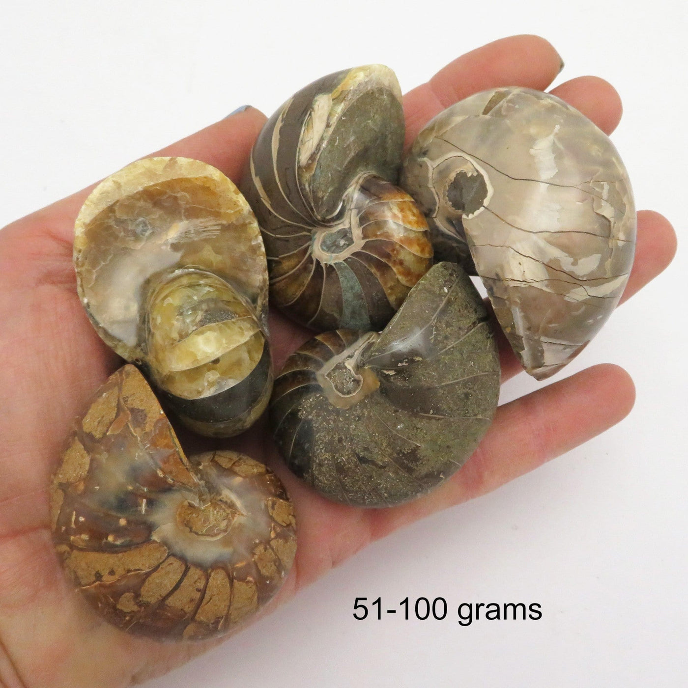 Nautilus fossil - 51-100 grams in a hand