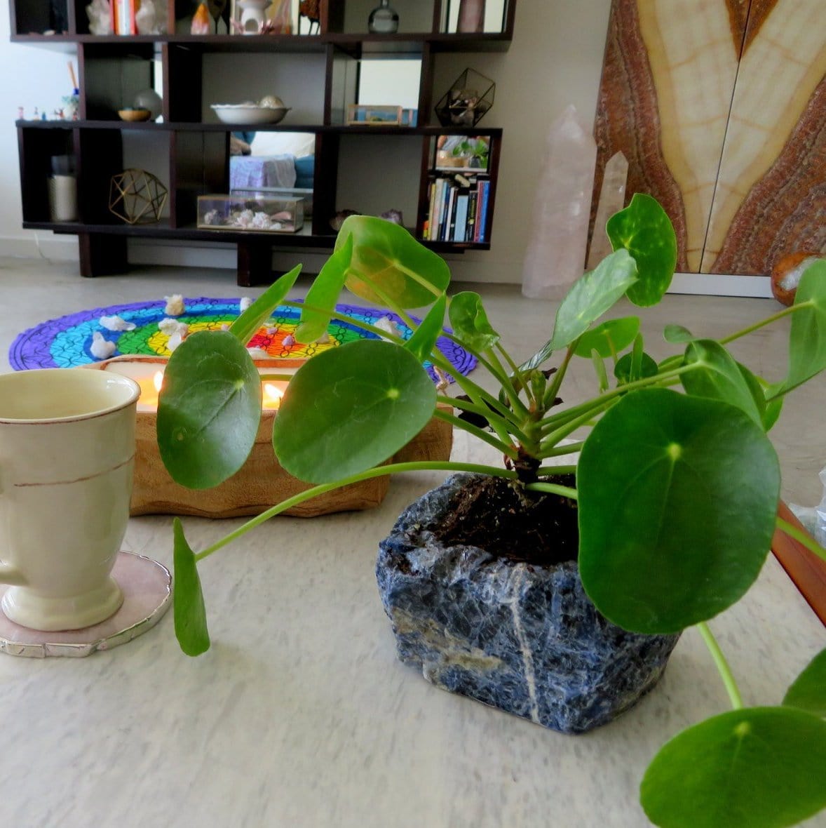 one sodalite planter with a plant inside on display in a home