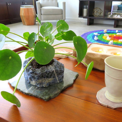 sodalite planter with plant inside on a coffee table in a home