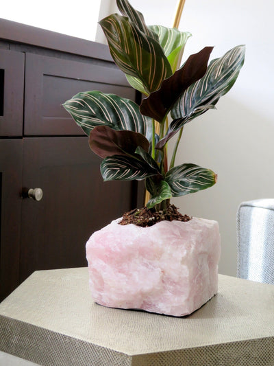 Rough Stone Planter with plant inside of it on tabletop