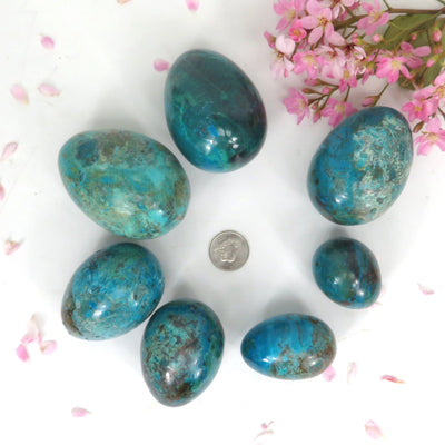 seven Chrysocolla Polished Stone Eggs  around a quarter to show size reference