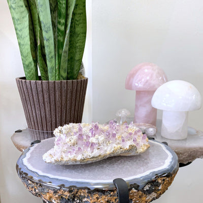 veracruz amethyst on nightstand with plant and mushrooms