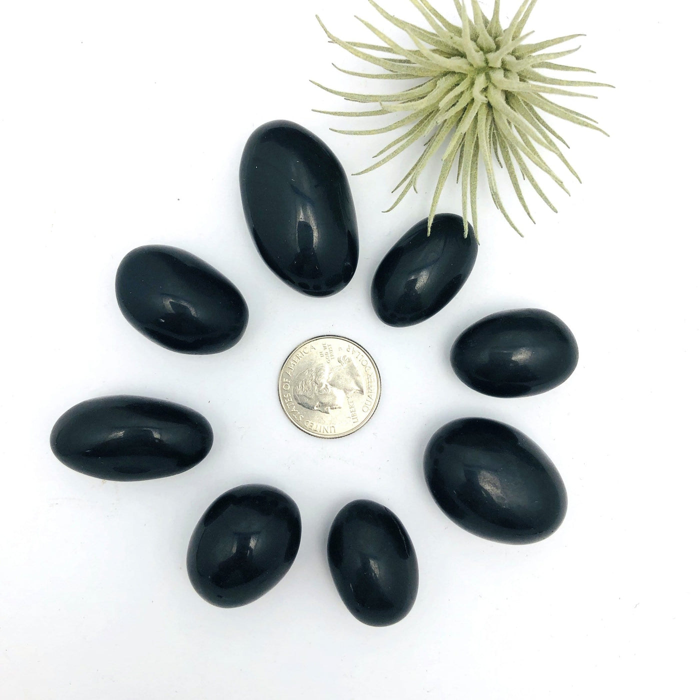 different sized shiva lingam stones surrounding a quarter for size reference with a plant in the background