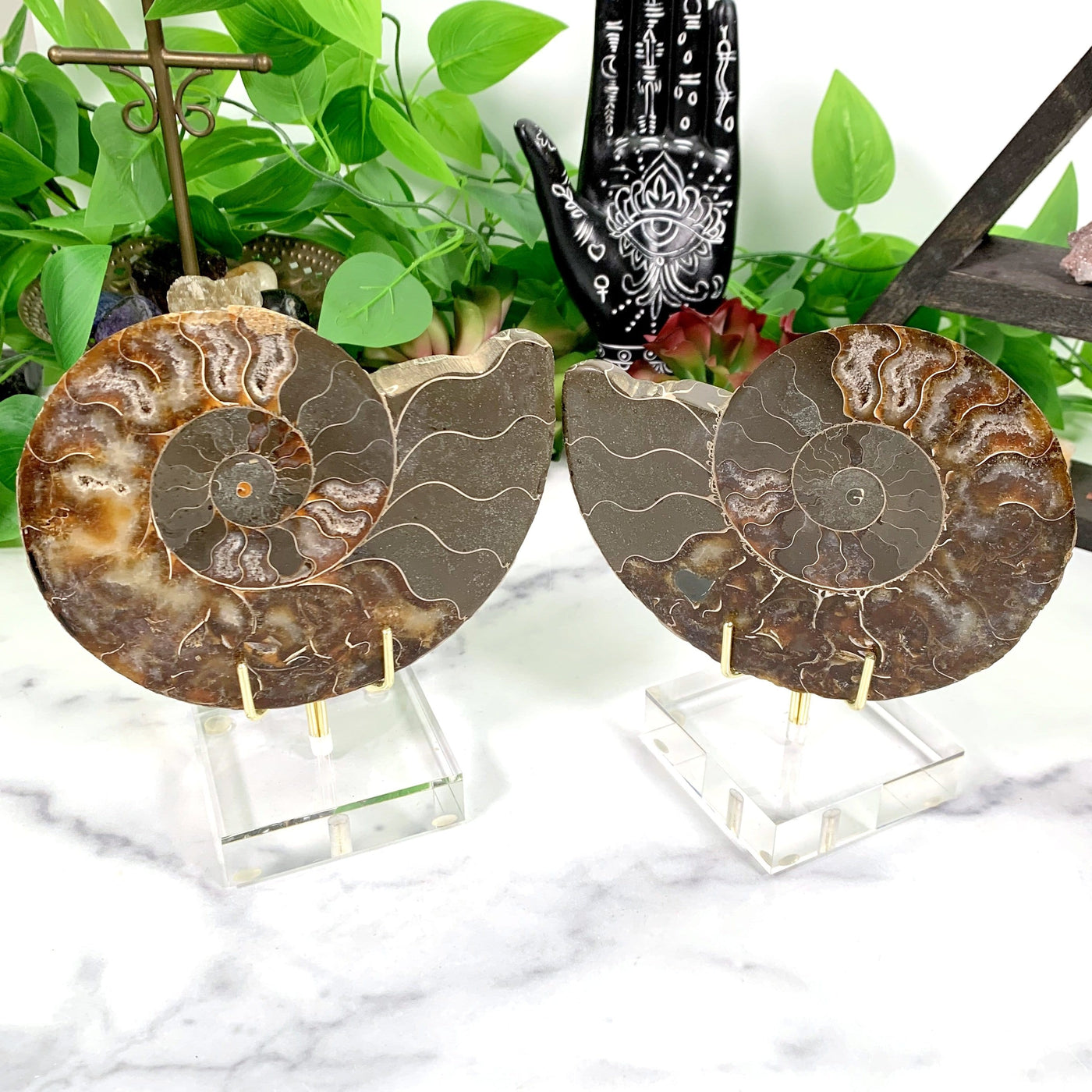 2 Products Ammonite Fossils with decorations in the background