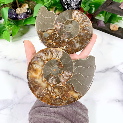 hand holding up 2 Products Ammonite Fossils with decorations in the background