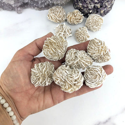 6 Desert Rose Gypsum in Hand on White background.