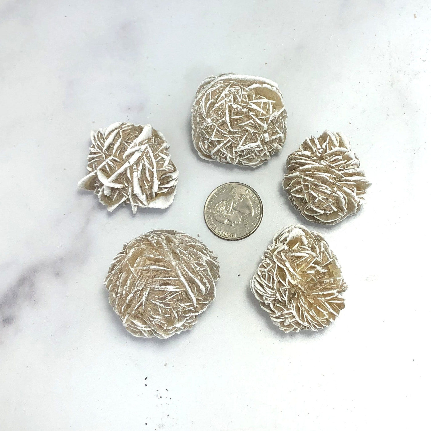 5 Desert Rose Gypsum Around a Quarter Coin on White background.