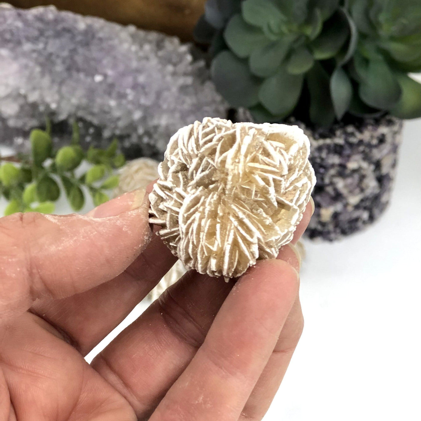 Desert Rose Gypsum Gripped in Fingers on White background.