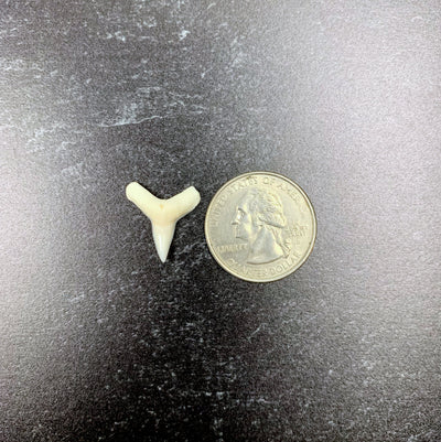 a single bullshark tooth next to a quarter with a marble black background
