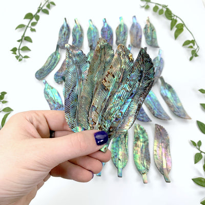 4 Abalone - Cut Feather Shape in hand displaying the front of the item. Multiple abalone cut feather shape displayed in the background.