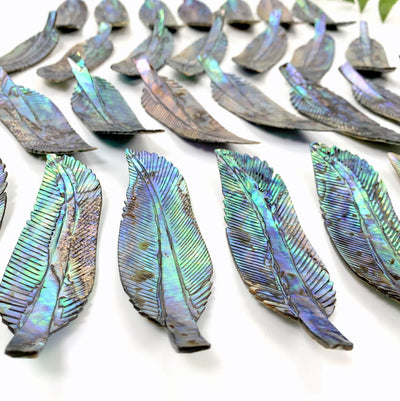 A close up of multiple Abalone - Cut Feather Shape displaying the front side.