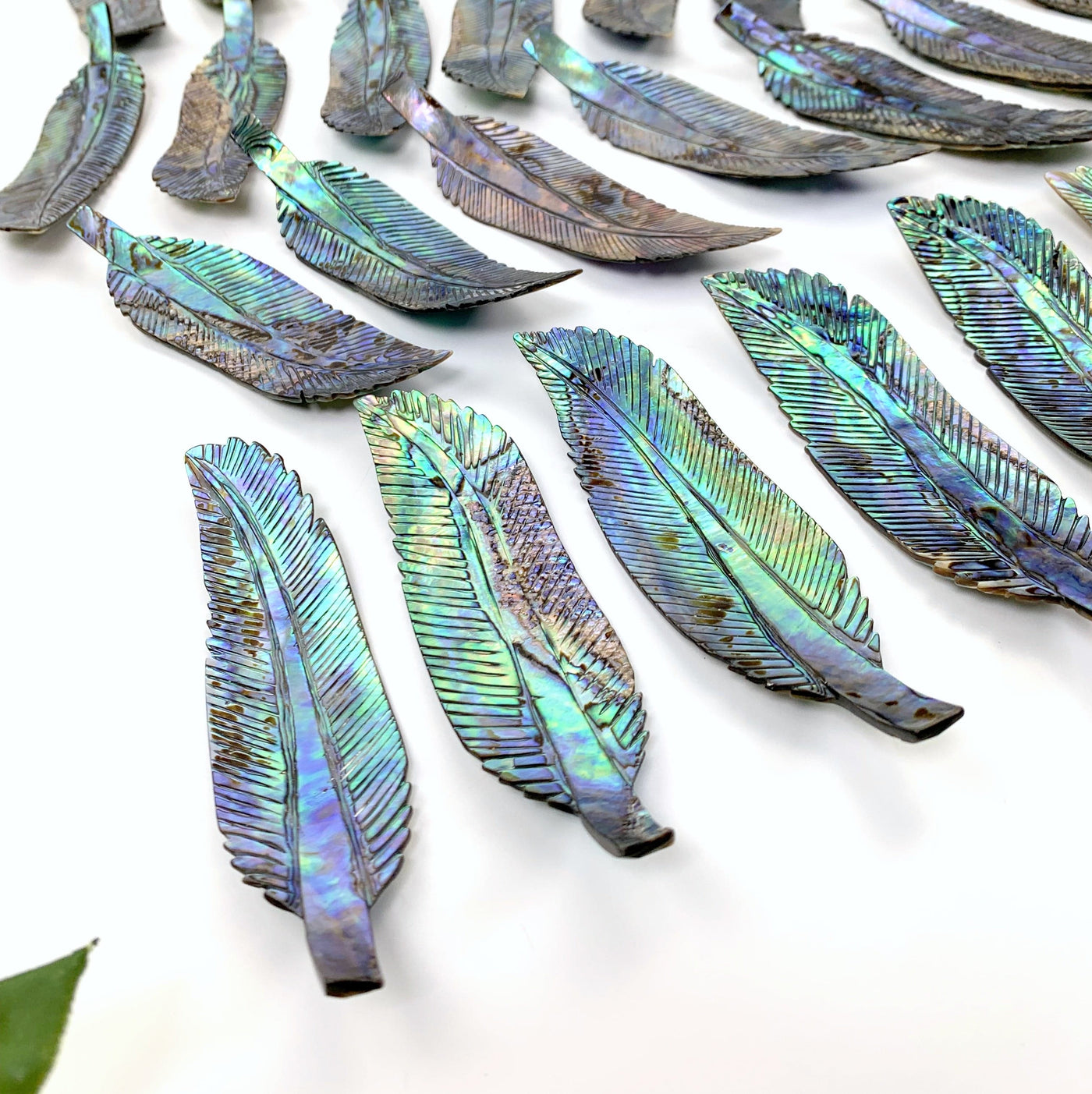 A close up of multiple Abalone - Cut Feather Shape displaying the front side from the left-hand side.