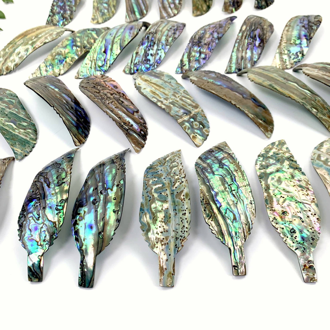 A close up of multiple Abalone - Cut Feather Shape displaying the back side.